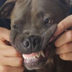 Meet your Posher, Liam